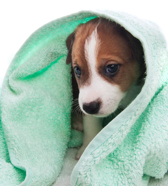 Puppy covered with a towel — Stock Photo, Image