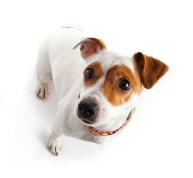 köpek oturan ve aşağıdan yukarıya bakıyor
