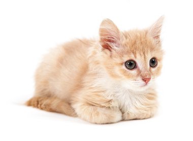 yalan zencefil yavru kedi