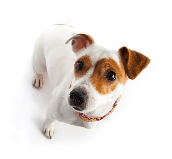 Dog sitting and looking from the bottom up — Stock Photo, Image