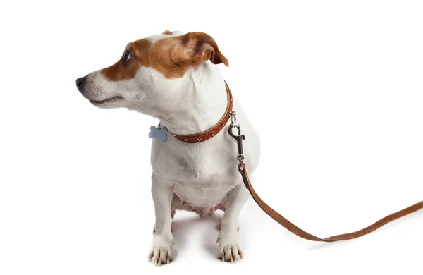 Câine pornit pe o lesă cu un guler — Fotografie, imagine de stoc