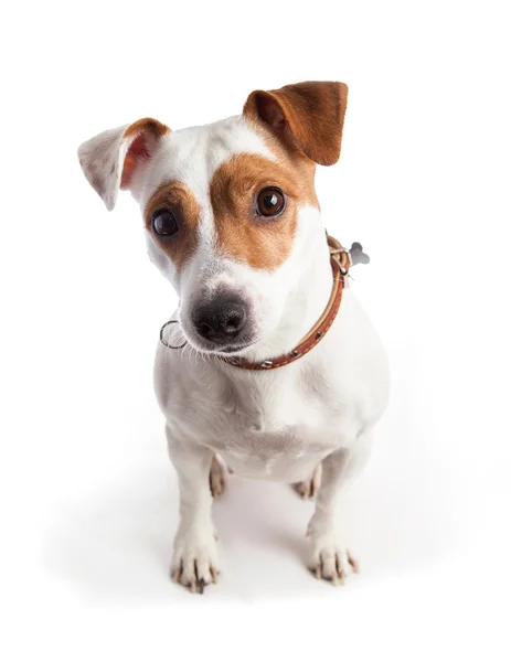 Terrier usando un collar se sienta y mira fijamente — Foto de Stock