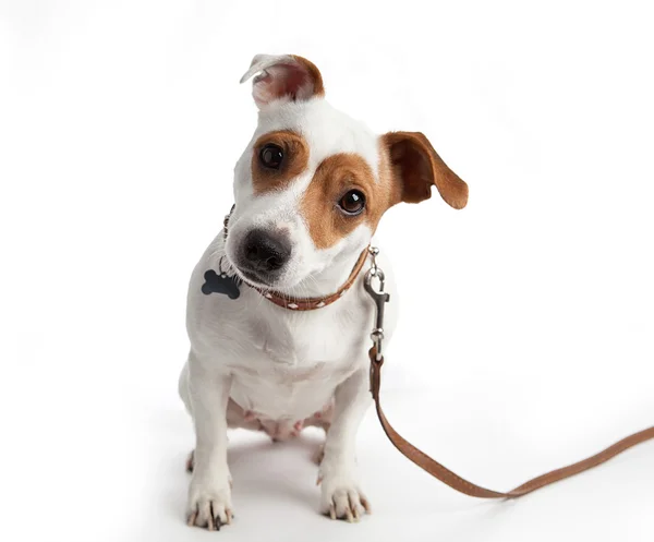 Dog sitting in a collar on a leash — Stock Photo, Image