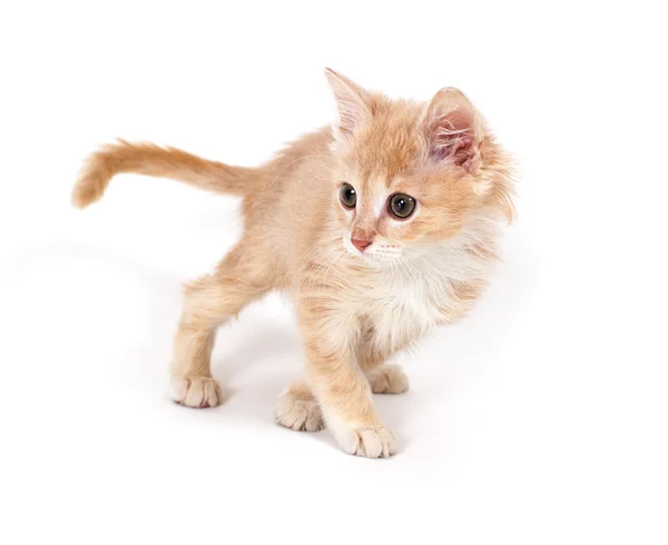 Gatinho de gengibre assustado — Fotografia de Stock