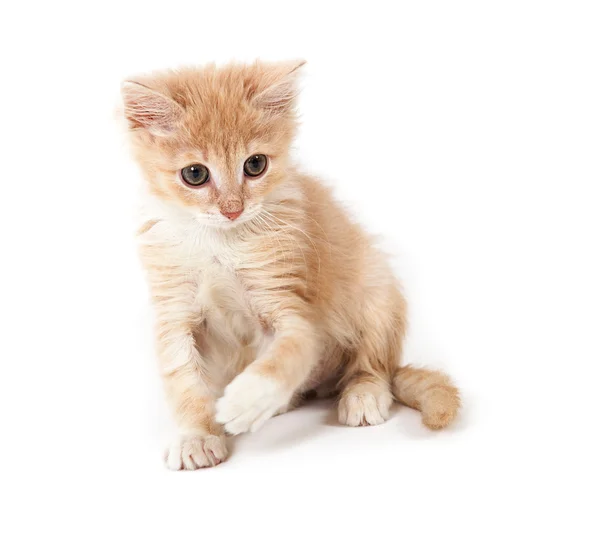 Gatinho de gengibre jogando — Fotografia de Stock