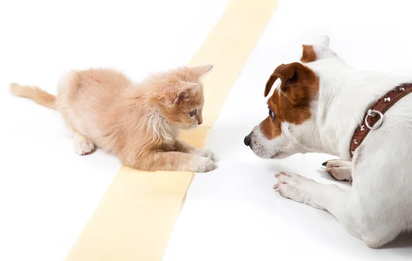 Chat et chien couchés et se regardant — Photo