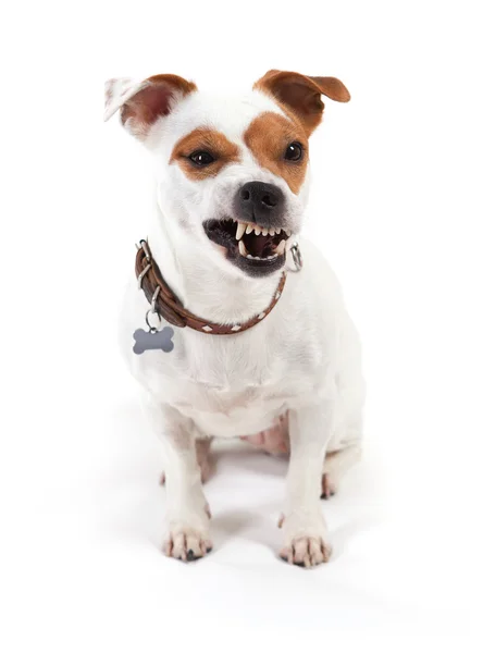 Jack Russell Terrier mit einem Grinsen Stockbild