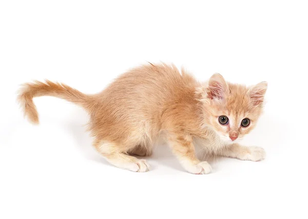 Kabarık zencefil yavru kedi korkmuş Stok Resim