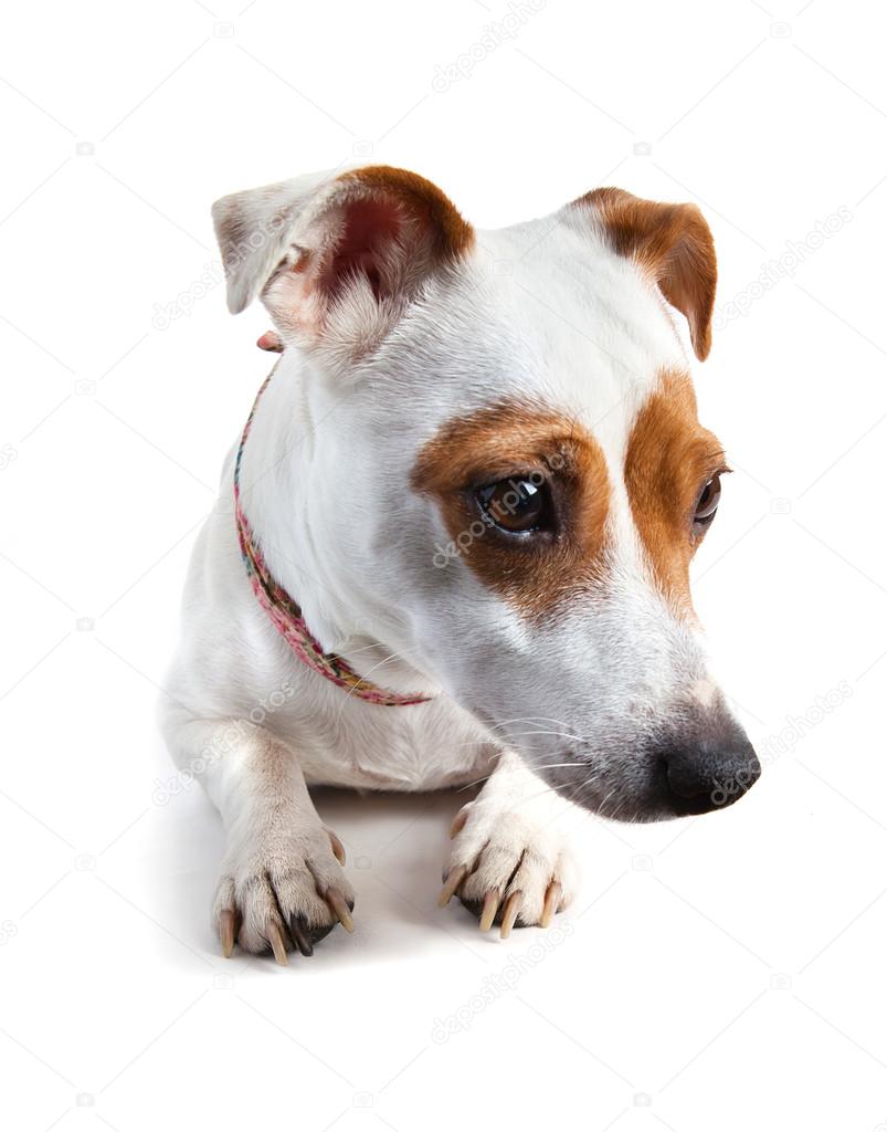 sad dog, Jack Russell terrier with a collar lying