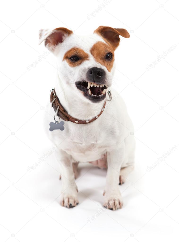 jack russell Terrier with a grin