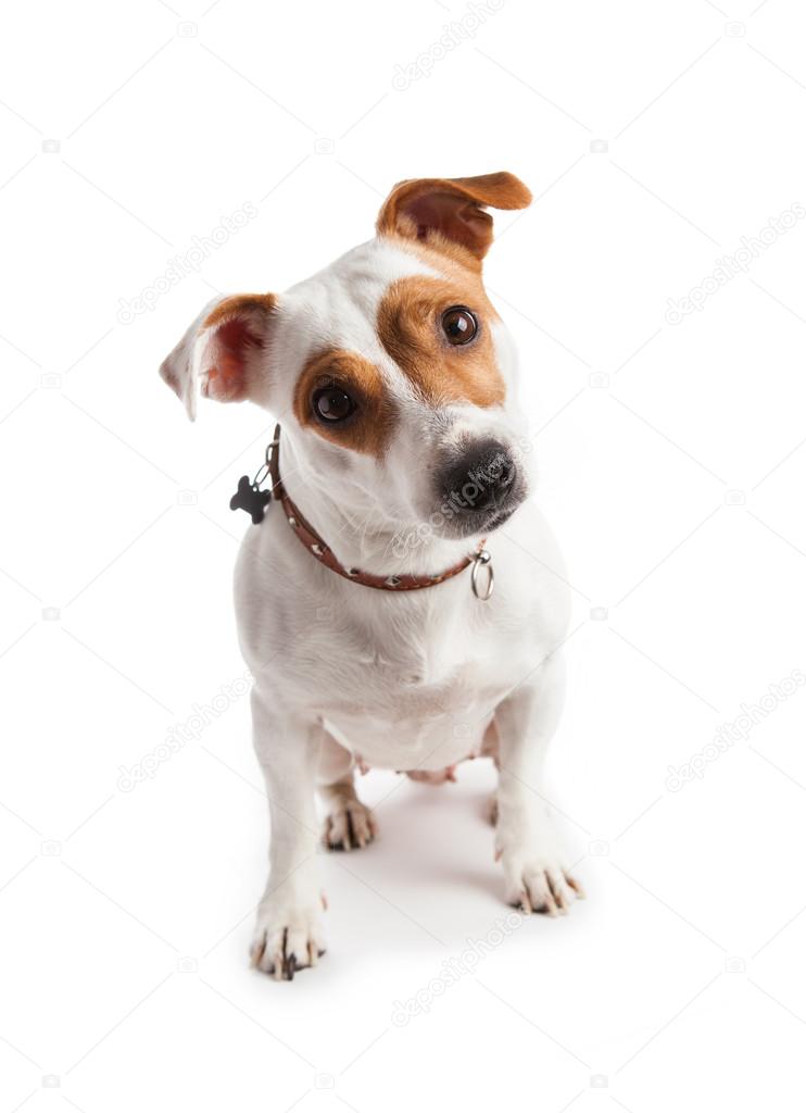 terrier wearing a collar sits and stares