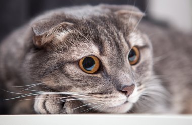 Scottish Fold cat lying, yellow eyes and long whiskers