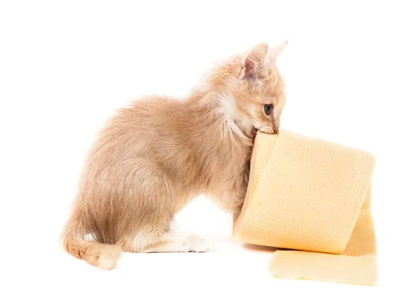 Gato brincando com papel higiênico amarelo — Fotografia de Stock
