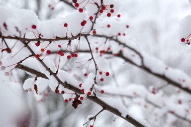 kar, kar, arka plan, üvez, alıç altında kırmızı meyveler