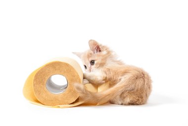 kitty playing with yellow toilet paper