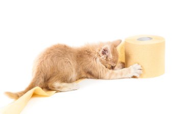 kitty playing with yellow toilet paper