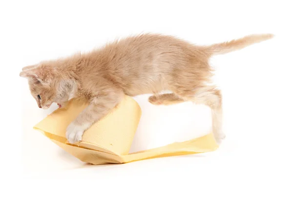 Gatinho brincando com papel higiênico amarelo — Fotografia de Stock