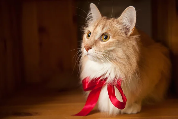 Gato vermelho com uma fita vermelha — Fotografia de Stock