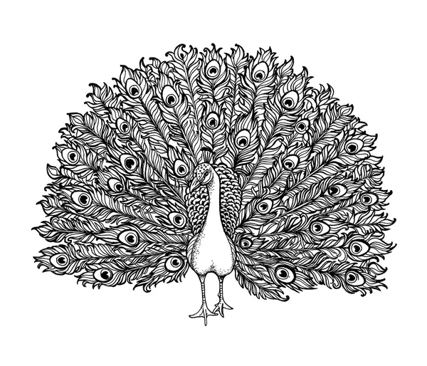 Güzel Handdrawn tavus kuşu oluşur birçok bilgi. 