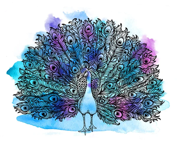 Piękny ptak Handdrawn Peacock składa się wiele szczegółów. — Zdjęcie stockowe