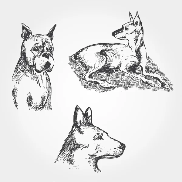 ベクトル手描き犬のセット — ストックベクタ