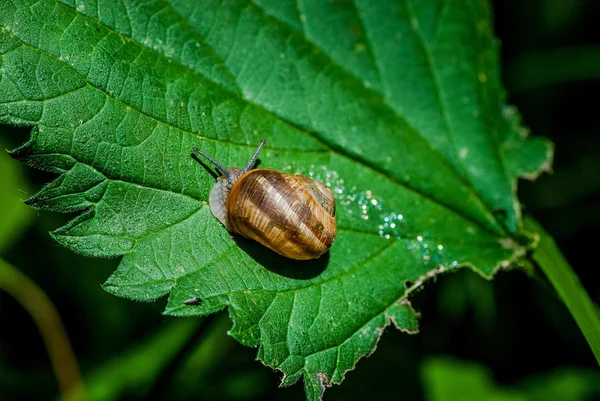 Escargot sur la feuille Images De Stock Libres De Droits