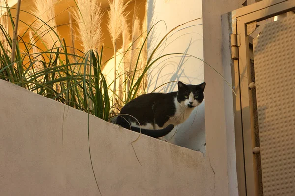Katze Der Wand Sieht Wütend Aus — Stockfoto