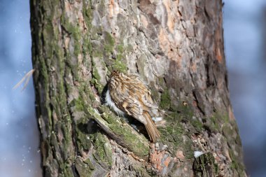Bir çam ağacının üzerinde ortak ağaç kesicinin (Certhia familiaris) arka görüntüsü.
