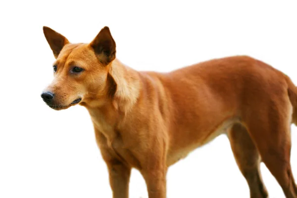 Close up cão e isolado no fundo branco, conceito de cão feliz, animal de estimação em casa . — Fotografia de Stock