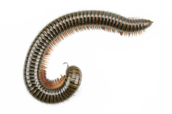 Animal millipede isolated on white background and empty area for text, Nature concept. — Stock Photo, Image
