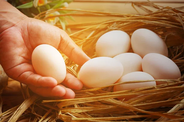 Ägg i boet på naturen eller gård, färska ägg för matlagning och material i kök rum, nya ägg bakgrund för mat magasin, hälsosam mat för gamla människor eller Patient som hjälper till att uppdatera liv. — Stockfoto