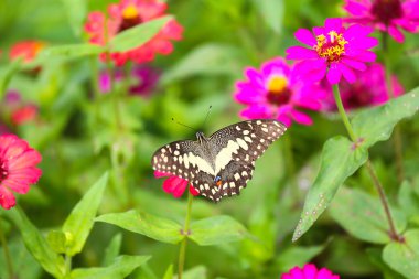 Kelebek Bahçe ve birçok çiçek Bahçe, güzel kelebek renkli Bahçe veya böcek çiftlik içinde uçmak, hayvan ya da böcek hayatta doğa ve metin sunumu için boş alanı.