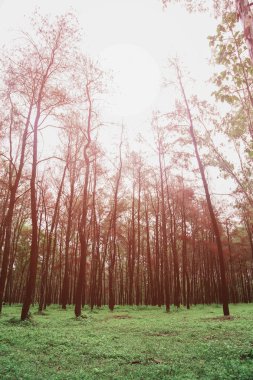 Gün ışığı veya güneş ışığı, orman arka plan boş alanı metin ve destek sunu dosyası, gizem hayat retro resim stili ile ormanda ile ormanda büyük ağacı.