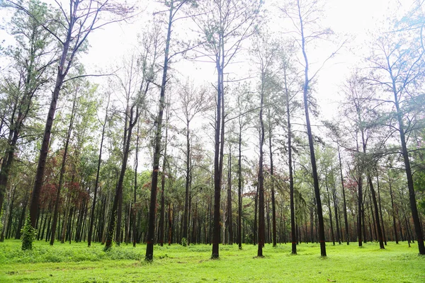 Stora träd i skog med dagsljus eller solljus, skogen bakgrund med tomt område för text och för stöd presentationsfilen, Mystery liv i skogen med retro bildstil. — Stockfoto