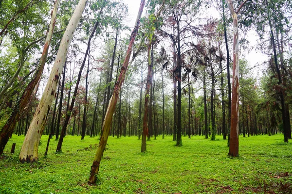 Árvore grande na floresta com luz do dia ou do sol, Floresta de fundo com área vazia para texto e para arquivo de apresentação de suporte, Vida misteriosa na floresta com estilo de imagem retro . — Fotografia de Stock