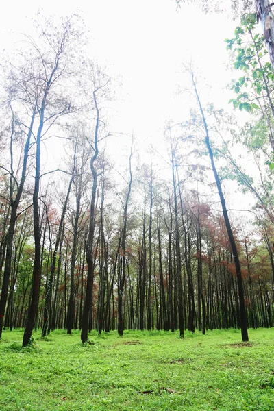 Grande albero nella foresta con luce diurna o solare, sfondo della foresta con area vuota per testo e per file di presentazione di supporto, Vita misteriosa nella foresta con stile di immagine retrò . — Foto Stock