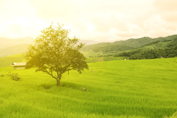 Verde Campos de arroz em terraços na Tailândia, campo de arroz ou terraços de arroz na montanha e lugar de viagem para relaxar e sentir-se agradável, campo de arroz na natureza e natureza fundo para apresentação . — Fotografia de Stock