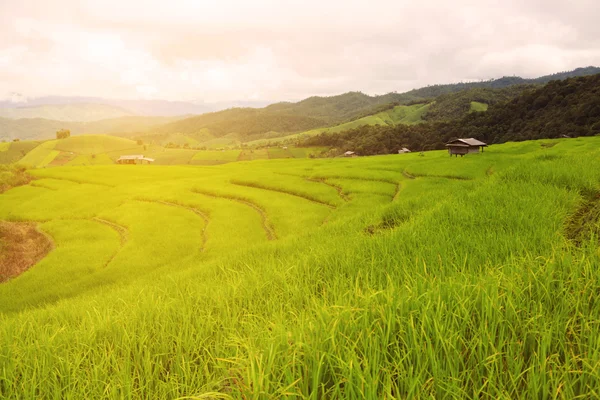 Rice field Images - Search Images on Everypixel