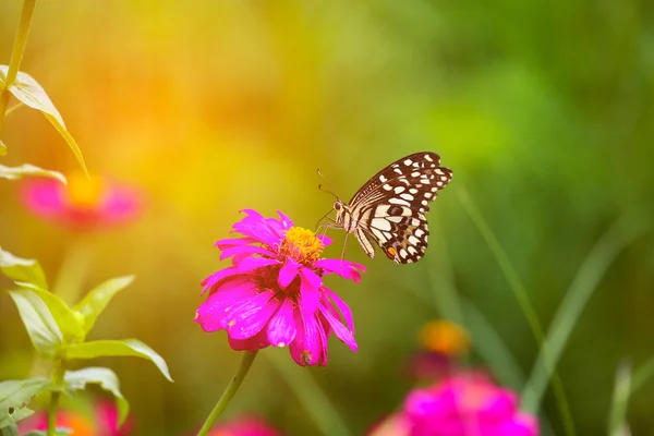 Butterfly in garden and flying to many flowers in garden, Beautiful butterfly in colorful garden or insect farm, Animal or insect life in the nature and empty area for text to support presentation.