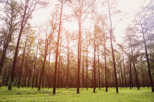 Stora träd i skog med dagsljus eller solljus, skogen bakgrund med tomt område för text och för stöd presentationsfilen, Mystery liv i skogen med retro bildstil. — Stockfoto