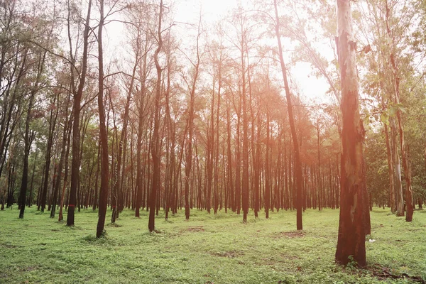 Stora träd i skog med dagsljus eller solljus, skogen bakgrund med tomt område för text och för stöd presentationsfilen, Mystery liv i skogen med retro bildstil. — Stockfoto