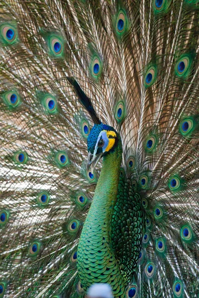 Peacock Pauw met zijn staartveren. Dieren in de dierentuin — Stockfoto