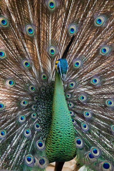 Peacock Peafowl con sus plumas de cola. Animales en el zoológico —  Fotos de Stock