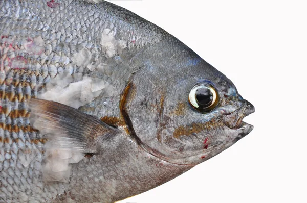 Čerstvé ryby izolovat na bílém zázemí, filé z ryb — Stock fotografie