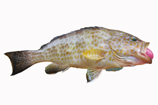 Färska Grouper på vit bakgrund, filé av fisk, hälsosam mat — Stockfoto