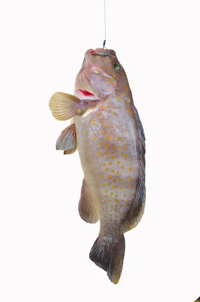 Färska Grouper på vit bakgrund, filé av fisk, hälsosam mat — Stockfoto