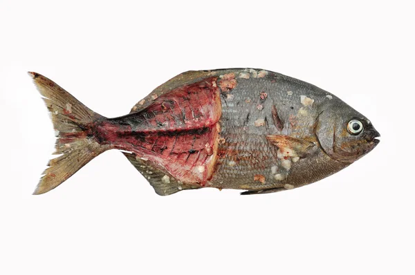Färsk fisk isolera på vita tillbaka marken, filé av fisk — Stockfoto