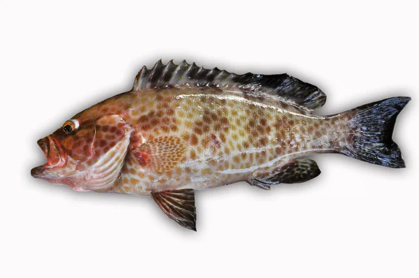 Verse Grouper op witte achtergrond, filet van vissen, gezonde voeding — Stockfoto