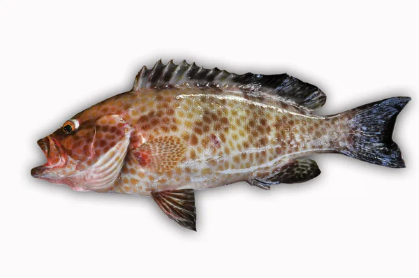 Färska Grouper på vit bakgrund, filé av fisk, hälsosam mat — Stockfoto