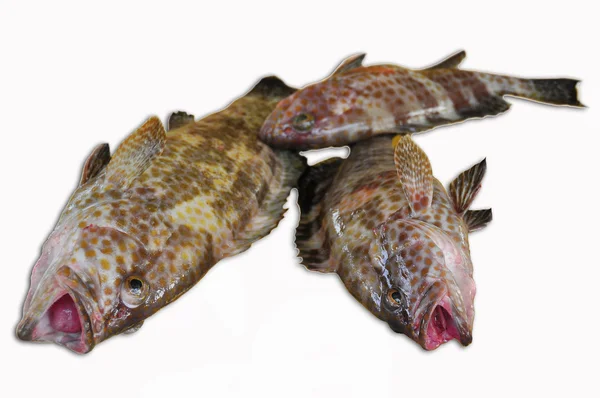 Färska Grouper på vit bakgrund, filé av fisk, hälsosam mat — Stockfoto